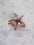 Starfish Small Hair Clip - 3 Colors Available