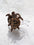 Turtle Small Hair Clip - 2 Colors Available